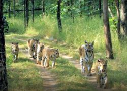 Pench National Park