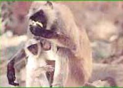 Sajjangarh Wildlife Sanctuary,Wildlife in Rajastha