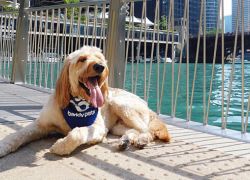 Belmont Harbor Dog Beach in Chicago