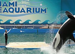 Miami Seaquarium