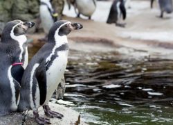 Woodland Park Zoo in Seattle