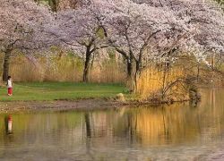 Branch Brook Park in New Jersey