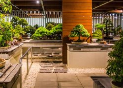 Bonsai At National Arboretum in Canberra