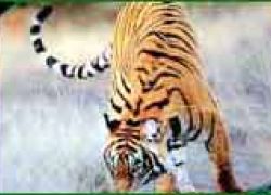 Chilla Wildlife Sanctuary,Chilla Wildlife Tour,Chi