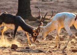 Indira Gandhi Zoological Park