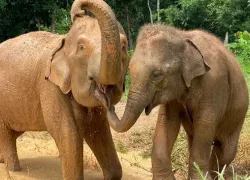 Elephant Jungle Sanctuary