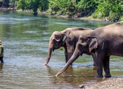 ElephantsWorld in Kanchanaburi