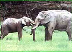 Shenduruny Wildlife Sanctuary, Shenduruny Wildlife