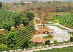 Choui Fong Tea Plantation in Chiang Rai