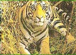 Pachmarhi National Park,National Park in Madhya Pr