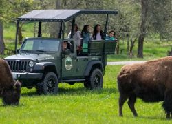 Northwest Trek Wildlife Park in Seattle
