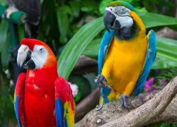 Umgeni River Bird Park in Durban