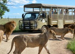 Lion and Safari Park Johannesburg in Johannesburg
