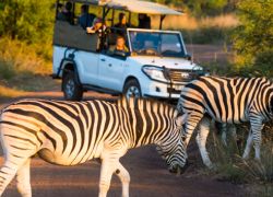 Pilanesberg National Park in Johannesburg