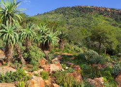 Walter Sisulu National Botanical Gardens in Johannesburg