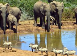 Addo Elephant National Park in Port Elizabeth