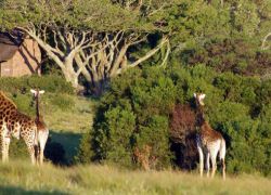 Kragga Kamma Game Park in Port Elizabeth
