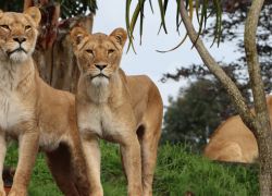 Auckland Zoo in Auckland