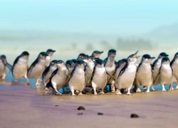 Penguin Place in Dunedin