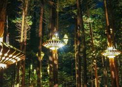 Redwood Treewalk in Rotorua