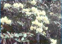 Singba Rhododendron Sanctuary,Shingba Rhododendron