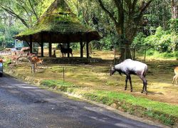 Taman Safari in Bogor