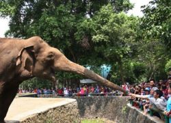 Ragunan Zoo in Jakarta
