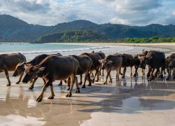 Selong Belanak Beach in Lombok