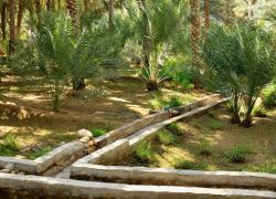 Al Ain Oasis in Al Ain