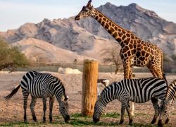 Al Ain Zoo in Al Ain