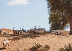 Sharjah Desert Park in Sharjah