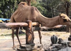 Johor Zoo in Johor Bahru