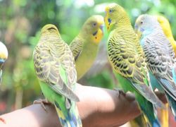 Langkawi Wildlife Park in Kedah