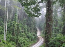 Borneo Jungle Trekking, Kota Kinabalu, Malaysia, Malaysia