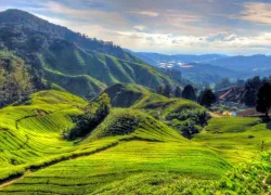 Cameron Highlands in Kuala Lumpur