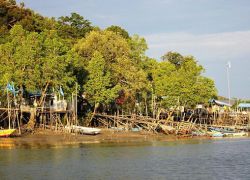 Kuching Wetlands National Park in Kuching