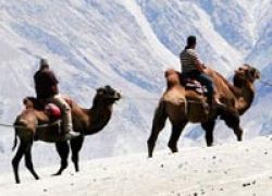 Camel Safari in Leh Ladakh