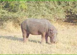 Liwonde National Park in Liwonde