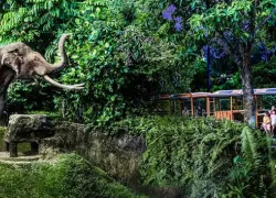 Singapore Night Safari in Singapore