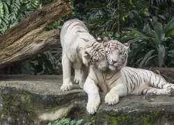 Singapore Zoo in Singapore