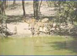 Lengwe National Park in Chikwawa