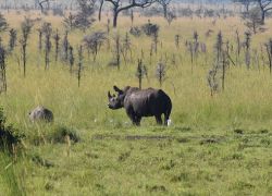 Ruma National Park in Kisumu