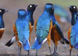 Birdwatching Safaris
