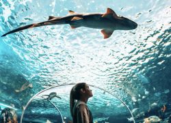 Ripley's Aquarium of Canada in Toronto