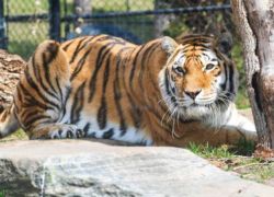 Toronto Zoo in Toronto