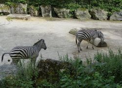 Le Zoo de Lille in Lille