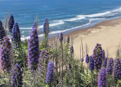 Ocean Beach in California