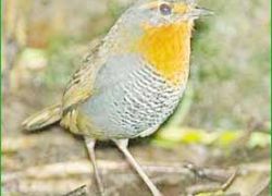 Puyehue National Park in Los Lagos