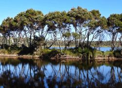 Lake Seppings in Albany