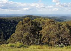 Bunya Mountains National Park, Brisbane, Australia, Australia